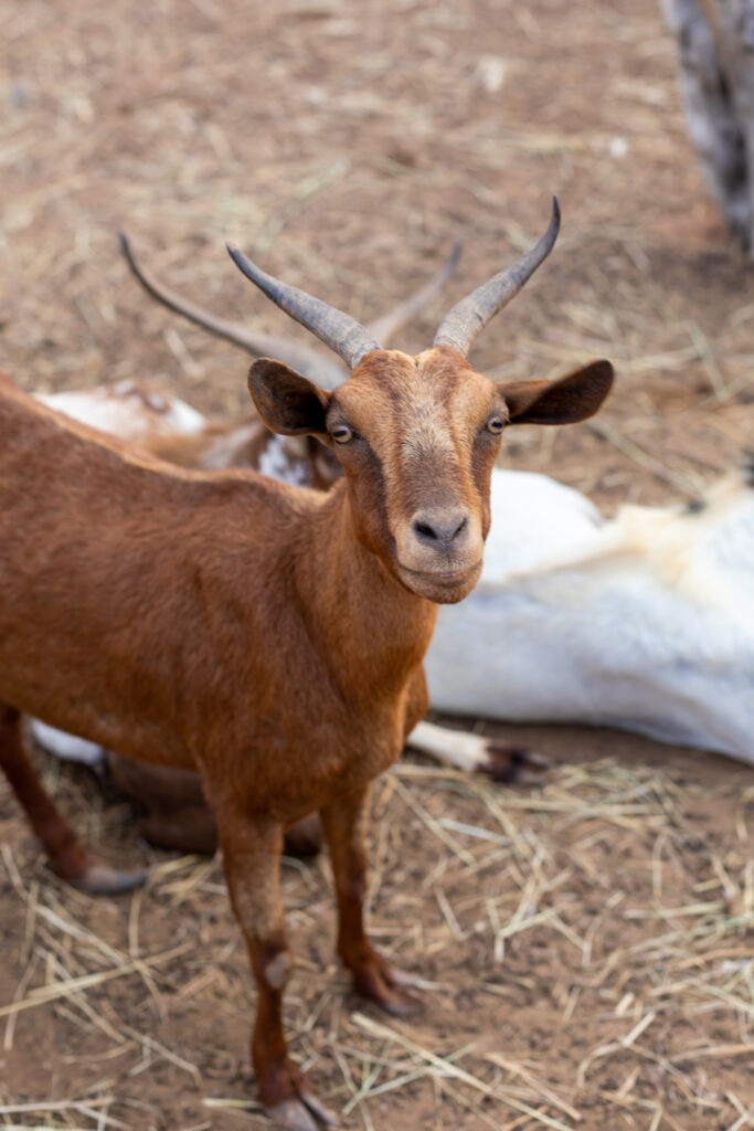 Furry Friends by Camille Massida Photography